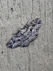 Iridopsis defectaria