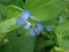 Commelina
