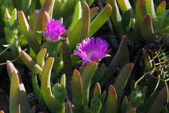 Carpobrotus rossii