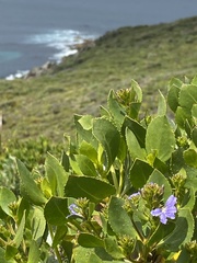 Scaevola crassifolia
