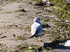 Laridae