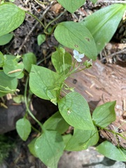 Claytonia
