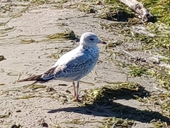 Laridae