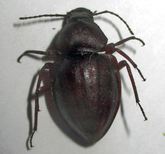Hypomelina