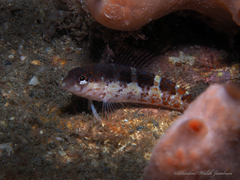 Malacoctenus triangulatus