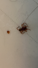 Dysdera crocata