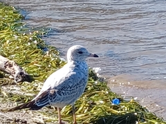 Laridae