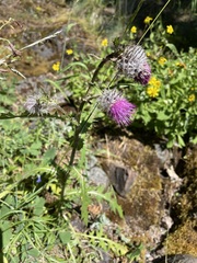 Cirsium edule