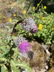 Cirsium edule