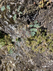 Lomatium martindalei