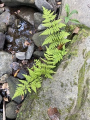 Athyrium asplenioides