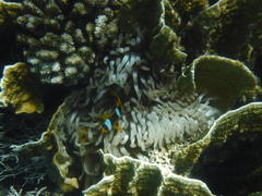 Entacmaea quadricolor