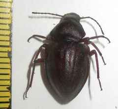 Hypomelina