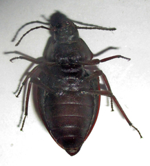 Hypomelina