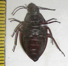 Hypomelina