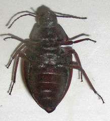 Hypomelina