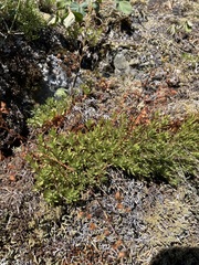 Saxifraga bronchialis