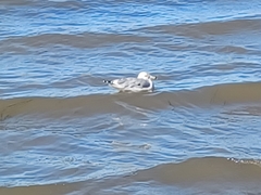 Laridae