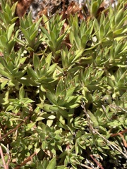 Saxifraga bronchialis