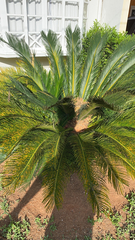 Cycas revoluta