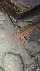 Paramesotriton hongkongensis
