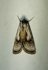 Chrysanympha formosa