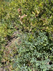 Hedysarum occidentale