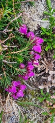 Ericeae