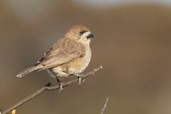 Aphelocephala leucopsis