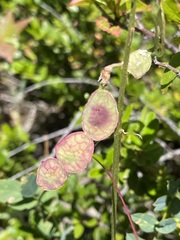 Hedysarum occidentale