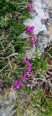 Ericeae