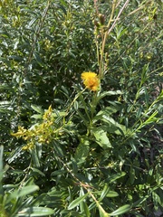 Hypericum prolificum