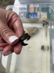 Rhithropanopeus harrisii