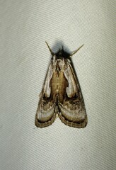 Chrysanympha formosa