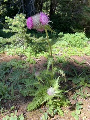 Cirsium edule