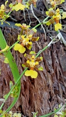 Oncidium baueri