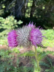 Cirsium edule