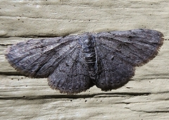 Idaea violacearia