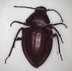 Hypomelina