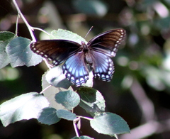 Limenitis arthemis arizonensis