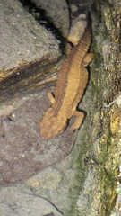 Paramesotriton hongkongensis