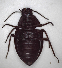 Hypomelina