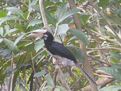 Anthracoceros albirostris