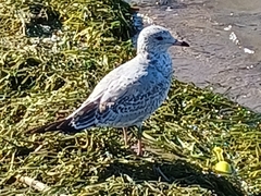 Laridae