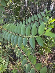 Trema micrantha floridana