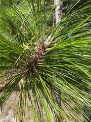 Pinus palustris