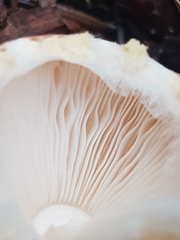 Lepiota magnispora