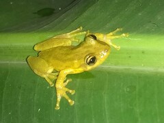 Scinax