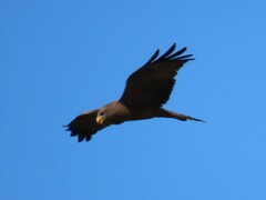 Milvus migrans parasitus