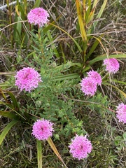 Pimelea ferruginea